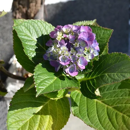 Desiree * Hopfgarten im Brixental