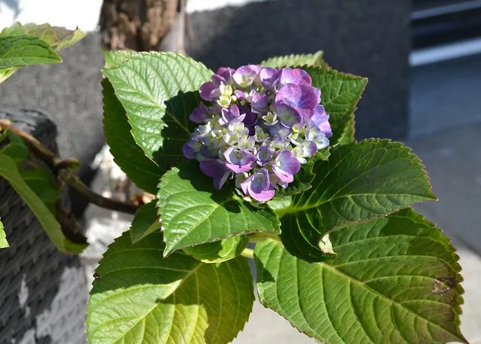 Desiree * Hopfgarten im Brixental